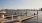 seals on the docks in marina