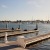 seals on the docks in marina